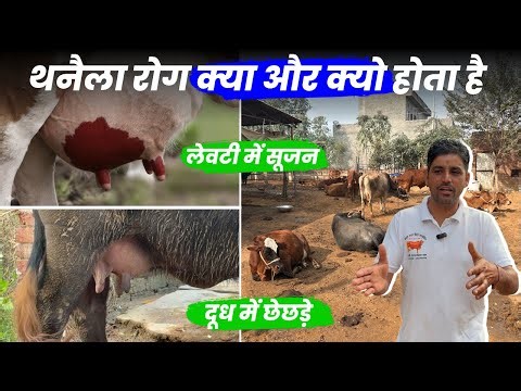Mastitis Treatment in Cow Buffalo At home DairyFarm Ep6 Home Remedy थनेला ठीक DairyFarm Business
