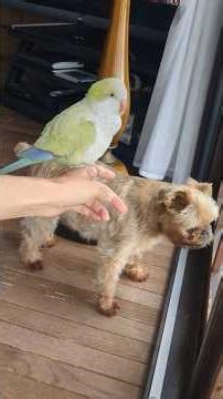 愛犬の名前呼ぶので、実家に遊びに来ました