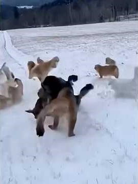 👉 Watch till the end… this moment will melt your heart. #catrescue #animalrescue #shorts