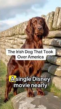 The Irish Dog That Took Over America 🐕 The Irish Setter was bred in 18th century Ireland as a
