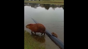 Capybara follows mother in a tender moment