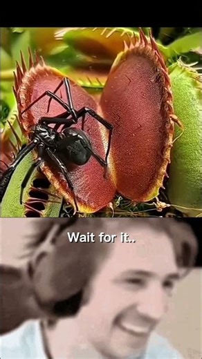 Venus Flytrap eats a spider #shorts #ytshorts #youtubeshorts #spider #nature
