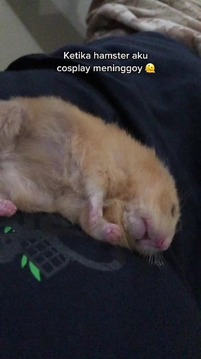 Kematian Emosional: Cerita Hamster Cosplay yang Menyentuh Hati