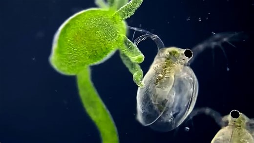 Motic _ Freshwater Hydras under microscope - Part 2 _ BA310(4K_60FPS)