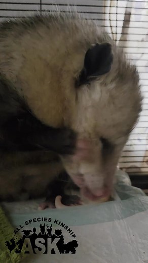 8.7K views · 422 reactions | Opossums are literally just like cats, but nicer. These friends are prehistoric, and coexist peacefully and quietly, avoiding you as much as they can. While they don't truly consume a large # of ticks, they still play an important role in our communities as "clean-up crew" scavengers. Mr O washes his face | All Species Kinship (A.S.K.) | Facebook