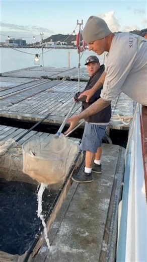 FA Live Coverage Begins Now! Independence Loads Hundreds of Scoops – 5-Day Bluefin Trip
