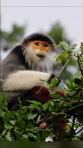 World’s Most Colorful Monkey | The Shocking Truth About the Red-Shanked Douc #reels #facts