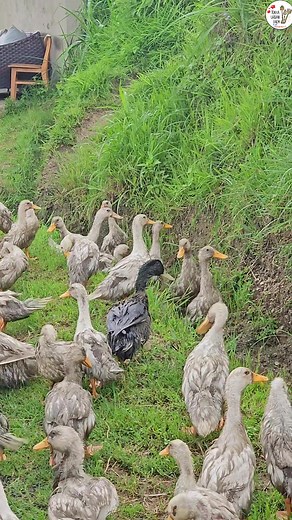 Duck Farming 🧺 . . #tokhaurbanfarm #farm #duck #haas #fyp