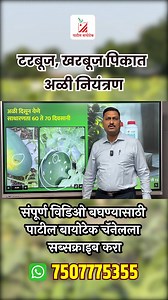 103K views · 2.6K reactions | टरबूज खरबूज पिकातील आळी चे नियंत्रण कशा...