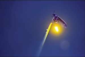 Artificial intelligence designs its first robustly functional gene from scratch