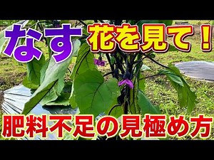 【なす栽培】花を見れば肥料切れを判断することができます！簡単に見極める方法を紹介します！