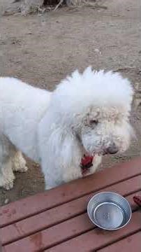 His hair has grown and it's getting hotter, so this month's grooming session will involve a short...