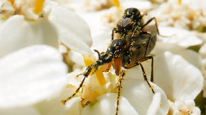 2.4K views · 26 reactions | You know those couples that do everything together? Lovebugs, also known as honeymoon flies, can spend anywhere from a half-hour to a couple of days attached to each other. As the female drags or carries the male from flower to flower, piggyback style, they pollinate cherries, apples and pears. | PBS Digital Studios | Facebook