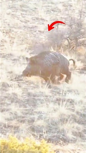 Wild Boar Breaks Line – Direct Hit #wildlife #wildernessseason #hunting#animals#huntingwear #hunters