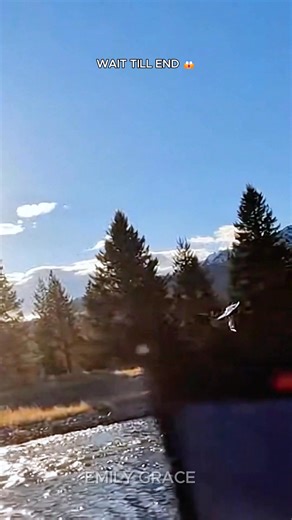 Yellowstone National Park, Wyoming—February 10, 2026. What began as a quiet afternoon along the river took a sudden turn when a bald eagle plunged from the sky and snatched a fish just feet from onlookers. Visitors had been standing near the rocky bank, some taking photos, others talking casually, when the attack happened without warning. Water sprayed into the air, people gasped and yelled, and the moment was captured on a shaky mobile phone as the filmer stepped back in shock. Park signage and