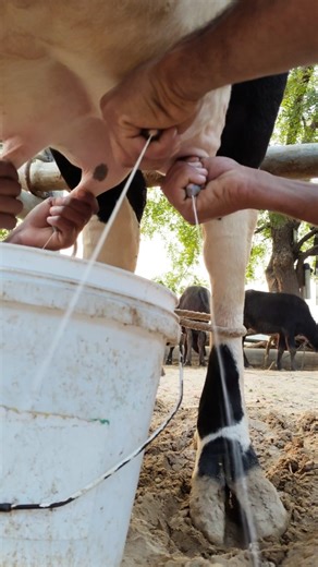VG Milking on Instagram: "Hand Milking🙌 Technique for Beginners🤔 | Cow videos | #milk #dairy #farming"