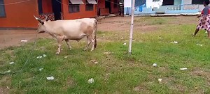 14K views · 232 reactions | Spoon network CEO (Stanton A. Witherspoon Sr.) today presented a cow and 100 bags of rice to the Muslim community in Liberia as his contribution to the Ramadan celebration. | SPOON TV LIVE | Facebook