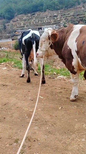 Daily life diary of a rural cattle farmer #33