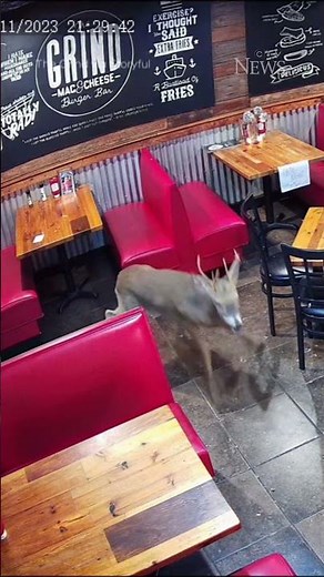 Deer smashes through restaurant window