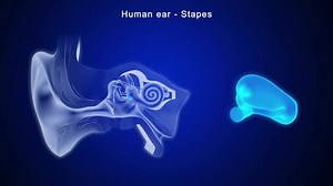 Human Inner Ear Anatomy Stapes 3d Stock Footage Video (100% Royalty-free) 3458577805 | Shutterstock
