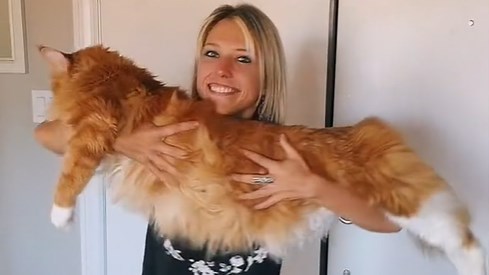 Ez a macska akkora, mint egy 9 éves gyerek | 24.hu