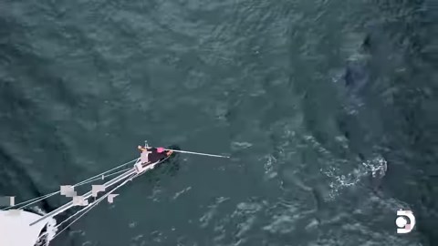 In these crucial seconds, will Niko land the bluefin tuna he needs to make ends meet? 𐃆🐟 Watch #HarpoonHunters TONIGHT at 9p on Discovery! | Discovery