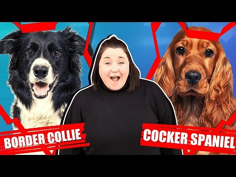 BORDER COLLIE VS COCKER SPANIEL