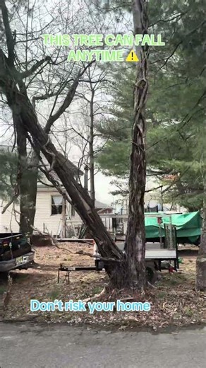 Tree Removal & Tree Service in Edison NJ | 24/7 Emergency Tree Specialist