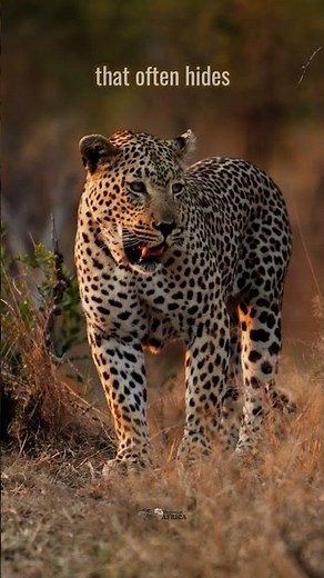 Africa’s Big Cats 🐾 | Lion, Leopard & Cheetah in Action