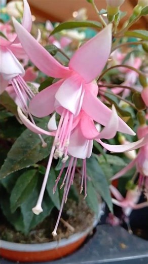 Beautiful and soft fuchsia flowers!