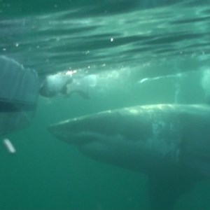 We couldn’t do a #SharkWeek Big Shark Countdown without the great Mary Lee! She was huge in so many ways. She was the biggest white shark we’ve tagged in the Northwest Atlantic and her stardom gave OCEARCH a much needed boost. We’re also still learning from her impressive tracks. So give it up for Mary Lee! | OCEARCH