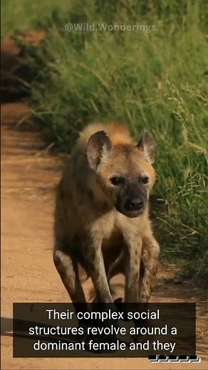 Fascinating World of Hyenas: Behavior, Adaptations, and Predatory Strategies