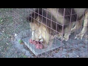 LION Feeding Time!