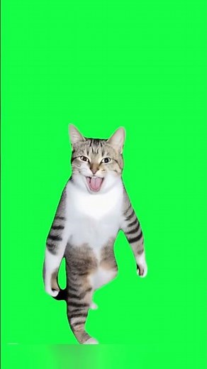 This Cat Is Learning Karate 🥋😺 | Unbelievable Moves!
