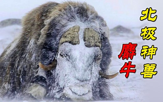 北极神兽麝牛，结大阵对抗北极狼，为何活得悲壮又尊严？