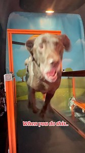 Exercise can change you and your dog’s lives. Ask me how. Don’t forget to hit that follow button #mobiledoggym | We Run Dogs! Mobile Dog Gym