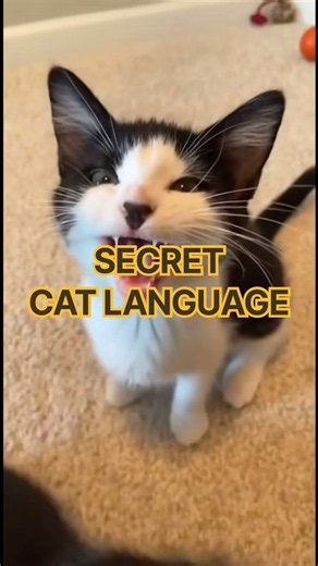 5 Cat Sounds and What They ACTUALLY Mean 😺