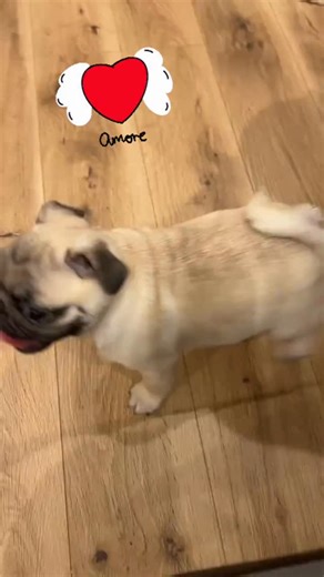 💖🐶#pugslifemexico #puglover #puglove #love | Pugs Life México