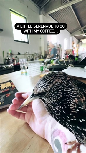 European Starling Mimics R2D2: What was the Last Thing He Said?