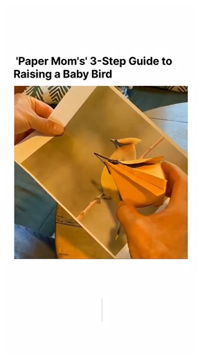 trendflix | This heartwarming video showcases an incredible act of care, detailing the 'Paper Mom's' innovative method for hand-feeding a baby bird!... | Instagram