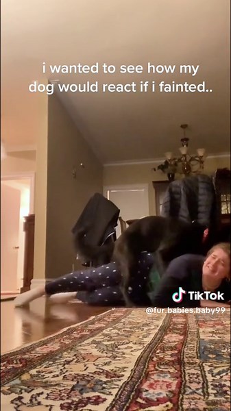 I pretended to fall over to seemy dogs reaction#dog #dogsoftiktok #doglover #fyp #funny #funnyvideos #dogs