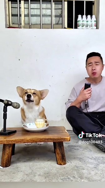 Singing Dog Compilation: A Joyful Canine Performance