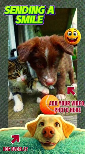 🎬 🐶💛 Sending a Smile CapCut Template ❗️ -A sweet Labrador looks up with the cutest expression 👀 -Add 1 photo to appear on screen as a special message 📸 -The moment is simple, kind, and made to brighten someone’s day ☀️ -Perfect for friends, family, or anyone who needs a lift 👉 Click here for the link: https://www.capcut.com/tv2/ZSmY7YcWK/ 📍 Add 1 photo 📍 Photo appears during the video 📍 Gentle, positive vibe 📍 Quick & easy to customise #CapCutTemplate #SendingASmile #FeelGoodEdit #AddY