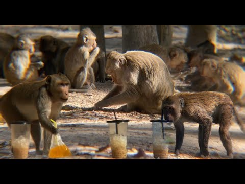 They are living in a group.#monkey #animal #wildlife