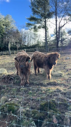 Windy day here in the mountains on NC! #farmlife #highlandcows #farmtok