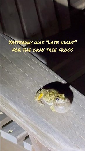 Gray tree frog mating call 🐸 #wildlife