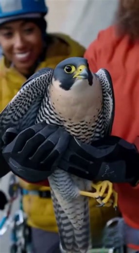 Climbers Save a Falcon Trapped on a Cliff! 🦅💪 Unbelievable #FalconRescue#WildlifeRescue