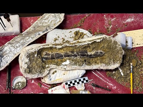 Adam Savage Gets Tool Envy at AMNH's Fossil Lab!