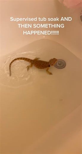 Can Bearded Dragons Swim? Samuel's Surprising Swim!
