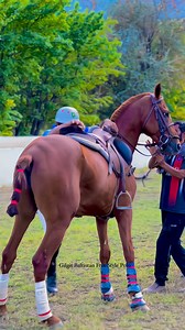 Captain Blue Shirts 🐴 LAZZAZ❤️ | Gilgit Baltistan Free Style Polo.
